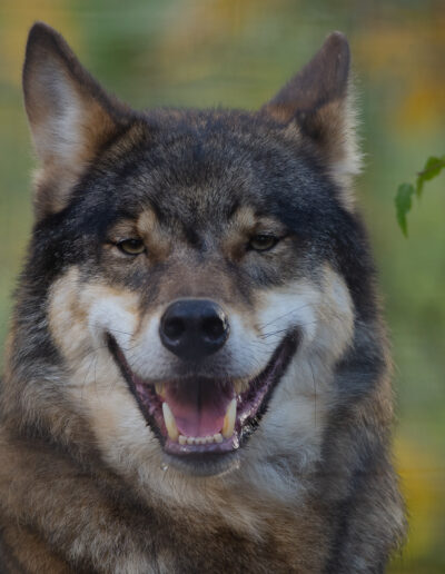 Nahaufnahme eines Wolfs mit freundlichem Gesichtsausdruck und leicht geöffnetem Maul vor einem natürlichen, unscharfen Hintergrund.